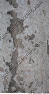 Photo Textures of Wood